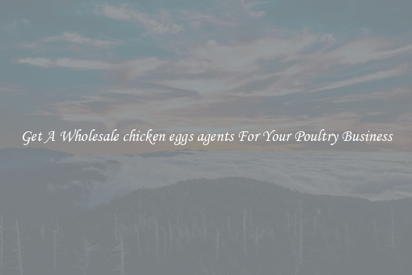 Get A Wholesale chicken eggs agents For Your Poultry Business
